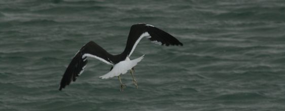 seagul